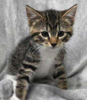 Domestic Medium Hair Cats Available for Adoption in Thief River Falls, Minnesota - Wubby | PetCurious