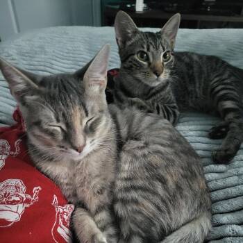 Kit -  Domestic Short Hair Cat for Adoption in Port Richey, Florida - Kit | PetCurious