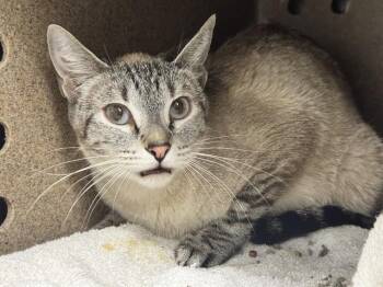 Domestic Short Hair Cats Available for Adoption in Pueblo, Colorado - LOLA IN THE BARN | PetCurious