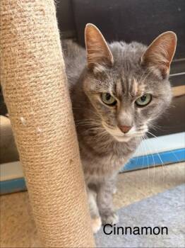 Domestic Short Hair Cats Available for Adoption in Heber City, Utah - Cinnoamon | PetCurious