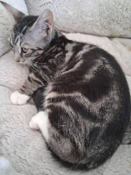 Roxy -  Domestic Short Hair Cat for Adoption in Oviedo, Florida - Roxy | PetCurious