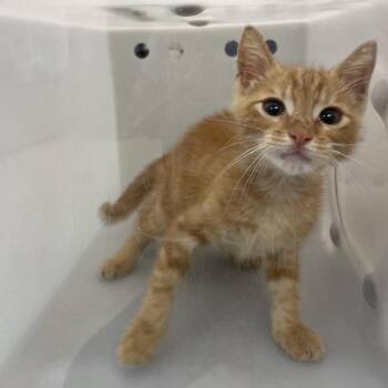 Derek -  Domestic Short Hair Cat for Adoption in Columbus, Georgia - Derek | PetCurious