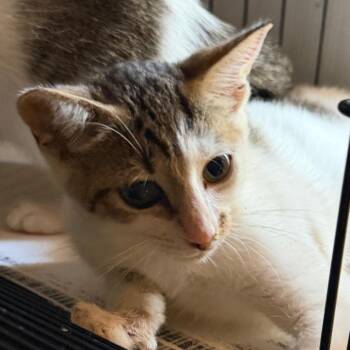 Taylor -  American Shorthair Cat for Adoption in Mount Vernon, Arkansas - Taylor | PetCurious