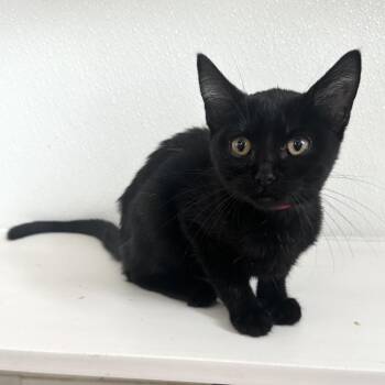 Blossom PL -  Domestic Short Hair Cat for Adoption in Union, Missouri - Blossom PL | PetCurious