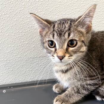 Catya -  Domestic Short Hair Cat for Adoption in West Des Moines, Iowa - Catya | PetCurious
