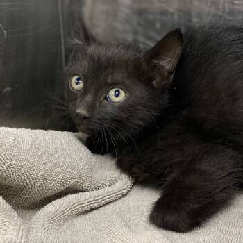 Rescue Domestic Short Hair Cats for Adoption in Palm Springs, California - Friskies | PetCurious