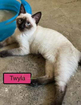 Siamese Cats Available for Adoption in Zimmerman, Minnesota - Twyla | PetCurious