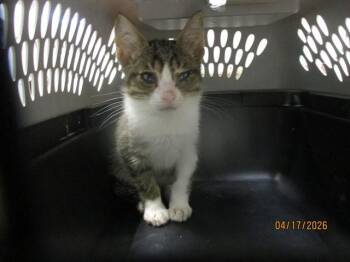 Domestic Short Hair Cats Available for Adoption in Oklahoma City, Oklahoma - A472905 | PetCurious