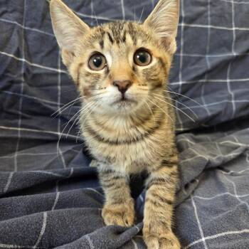 Pinto -  Domestic Short Hair Cat for Adoption in Brea, California - Pinto | PetCurious