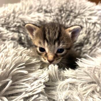 Angel -  Domestic Short Hair Cat Available for Adoption in Monroe, Michigan - Angel | PetCurious
