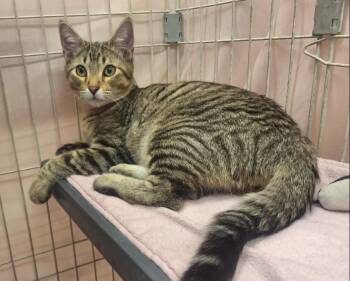 Espeon -  Domestic Short Hair Cat for Adoption in Albuquerque, New Mexico - Espeon | PetCurious