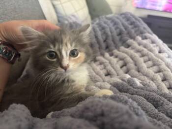 Zima -  Domestic Medium Hair Cat for Adoption in Leesburg, Virginia - Zima | PetCurious