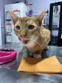 Pelirrojo -  Domestic Short Hair Cat for Adoption in Ferndale, Michigan - Pelirrojo | PetCurious