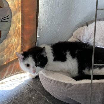 Domestic Short Hair Cats Available for Adoption in Woodstock, Virginia - Heidi Estep | PetCurious
