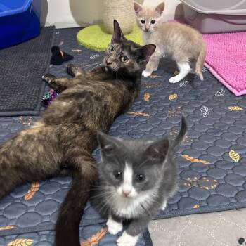 Potato -  Domestic Short Hair Cat for Adoption in Bloomington, Illinois - Potato | PetCurious