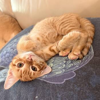 Dusty -  Domestic Short Hair Cat for Adoption in Houston, Texas - Dusty | PetCurious
