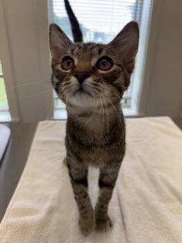 Goosie -  Domestic Short Hair Cat for Adoption in Lafayette, Indiana - Goosie | PetCurious