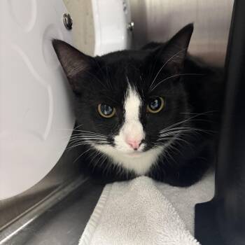 Domestic Short Hair Cats Available for Adoption in Morganton, North Carolina - Bret Hart | PetCurious