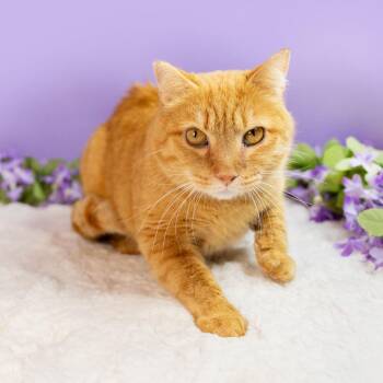 Domestic Short Hair Cats Available for Adoption in Durham, North Carolina - Sosuke | PetCurious