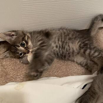 Goose -  Domestic Short Hair Cat for Adoption in Springboro, Ohio - Goose | PetCurious