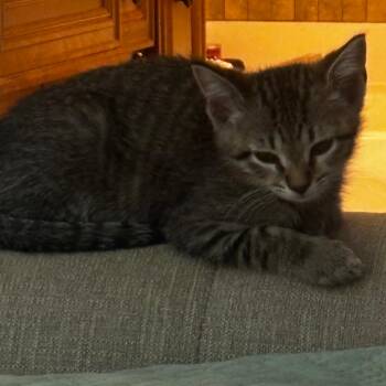 Ava -  Domestic Short Hair Cat for Adoption in Columbus, Georgia - Ava | PetCurious