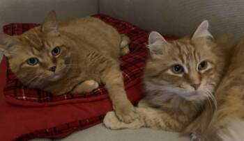 Cheetos -  Domestic Long Hair Cat for Adoption in Mississauga, Ontario - Cheetos | PetCurious