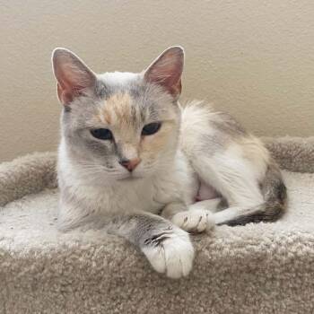 Dolly Purrton LaGiglia -  Domestic Short Hair Cat for Adoption in Eagle Mountain, Utah - Dolly Purrton LaGiglia | PetCurious
