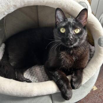 Domestic Short Hair Cats Available for Adoption in Hanna City, Illinois - Bagheera | PetCurious