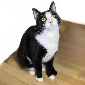 Domestic Short Hair Cats Available for Adoption in Graham, Washington - GOMEZ | PetCurious