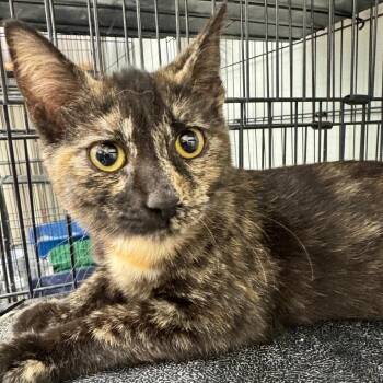 Ortega -  Domestic Short Hair Cat for Adoption in Buffalo, New York - Ortega | PetCurious