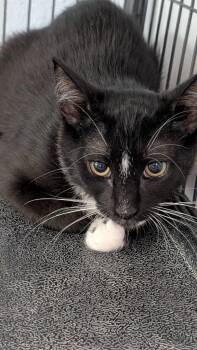 Domestic Short Hair Cats Available for Adoption in Magnolia, Texas - Jerri | PetCurious