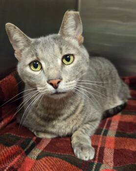 Domestic Short Hair Cats Available for Adoption in Ocala, Florida - Harrison Ford | PetCurious