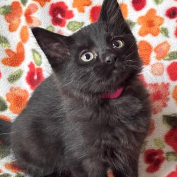Brezel -  Domestic Long Hair Cat for Adoption in Kenai, Alaska - Brezel | PetCurious