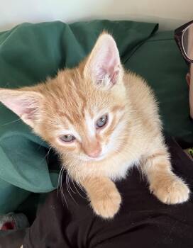 Rupert and Harry -  Domestic Short Hair Cat for Adoption in Seattle, Washington - Rupert And Harry | PetCurious