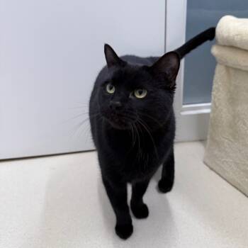 Rescue Domestic Short Hair Cats for Adoption in Warwick, Rhode Island - Kitty | PetCurious