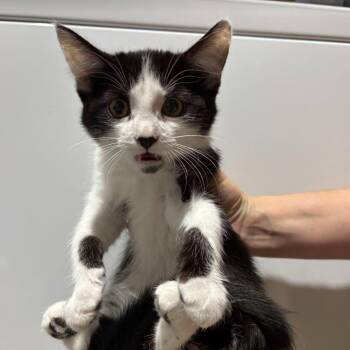 Domestic Short Hair Cats Available for Adoption in Sunnyvale, California - Squeak | PetCurious