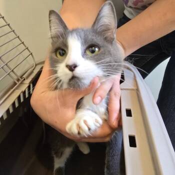 Winter -  American Shorthair Cat for Adoption in Klamath Falls, Oregon - Winter | PetCurious