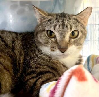 Domestic Short Hair Cats Available for Adoption in Fernandina Beach, Florida - AC UNIT | PetCurious