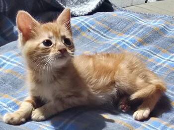 HONEY BEAR -  Domestic Short Hair Cat for Adoption in Camarillo, California - HONEY BEAR | PetCurious