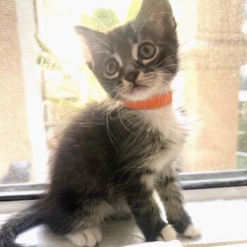 Nala* -  Domestic Short Hair Cat for Adoption in San Gabriel, California - Nala* | PetCurious