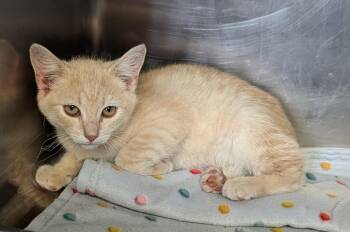 Turbo (Photos June-July 2026) -  Tabby and Domestic Short Hair Cat for Adoption in Marietta, Ohio - Turbo (Photos June-July 2026) | PetCurious