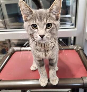 SUMAC -  Domestic Short Hair Cat for Adoption in Kalamazoo, Michigan - SUMAC | PetCurious