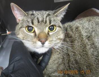 Nala (609) -  Domestic Short Hair Cat for Adoption in Marietta, Georgia - Nala (609) | PetCurious