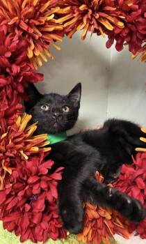 Cowboy -  Domestic Short Hair Cat for Adoption in Picayune, Mississippi - Cowboy | PetCurious