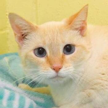 Snow -  Siamese Cat for Adoption in Sanford, Florida - Snow | PetCurious