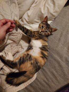 Rescue Domestic Short Hair Cats for Adoption in Plymouth, Michigan - Kit-Kat Kitten | PetCurious