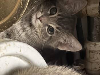 Andy -  Domestic Medium Hair Cat for Adoption in Hoffman Estates, Illinois - Andy | PetCurious