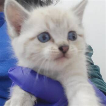 Rescue Siamese Cats for Adoption in Dallas, Texas - PERSEPHONE | PetCurious