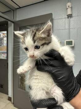 Domestic Short Hair Cats Available for Adoption in Stockton, California - ROSIE | PetCurious