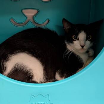 Alberta -  Domestic Short Hair Cat for Adoption in Titusville, Florida - Alberta | PetCurious